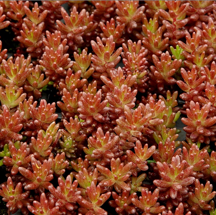 SEDUM ALBUM MURALE