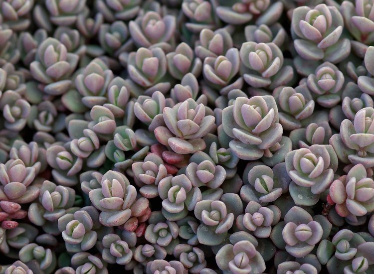SEDUM CYANEUM SACHALIN