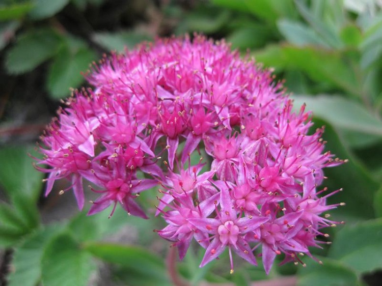 SEDUM HYBRIDUM CARL