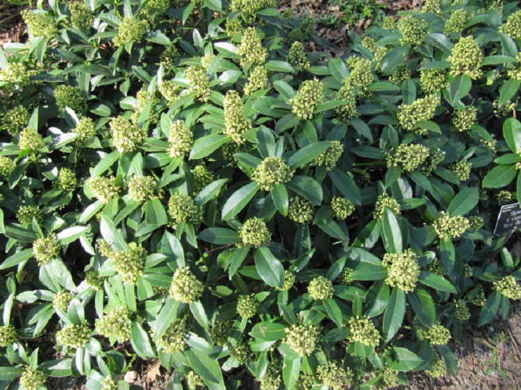 SKIMMIA CONFUSA KEW GREEN