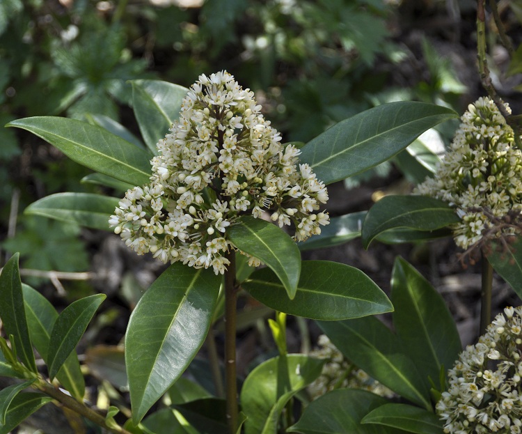 SKIMMIA CONFUSA KEW GREEN