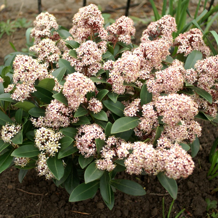 SKIMMIA JAPONICA RUBELLA