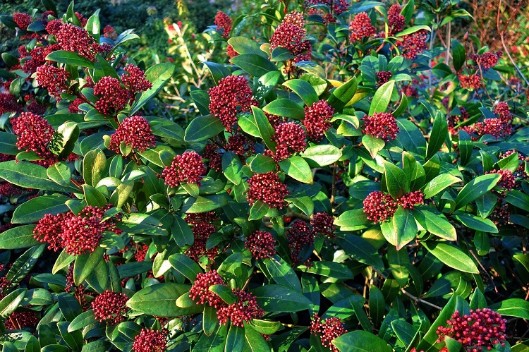 SKIMMIA JAPONICA RUBELLA