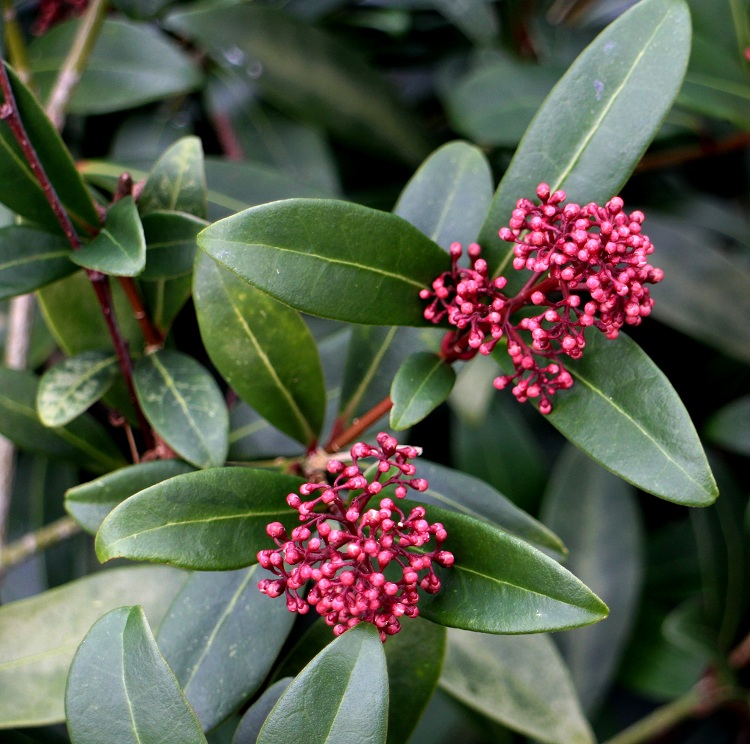 SKIMMIA JAPONICA RUBELLA