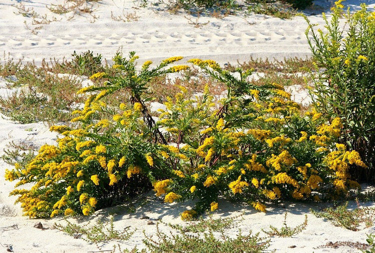 SOLIDAGO BRACHYSTACHYS ROBUSTA
