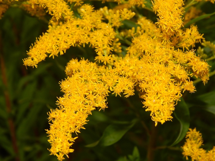 SOLIDAGO BRACHYSTACHYS ROBUSTA