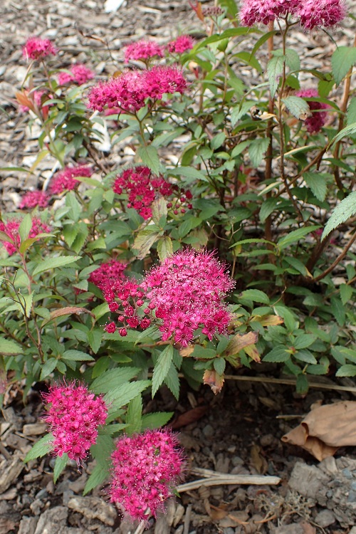 SPIRAEA BUMALDA ANTHONY WATERER