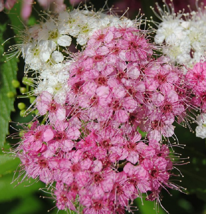 SPIRAEA BUMALDA ANTHONY WATERER