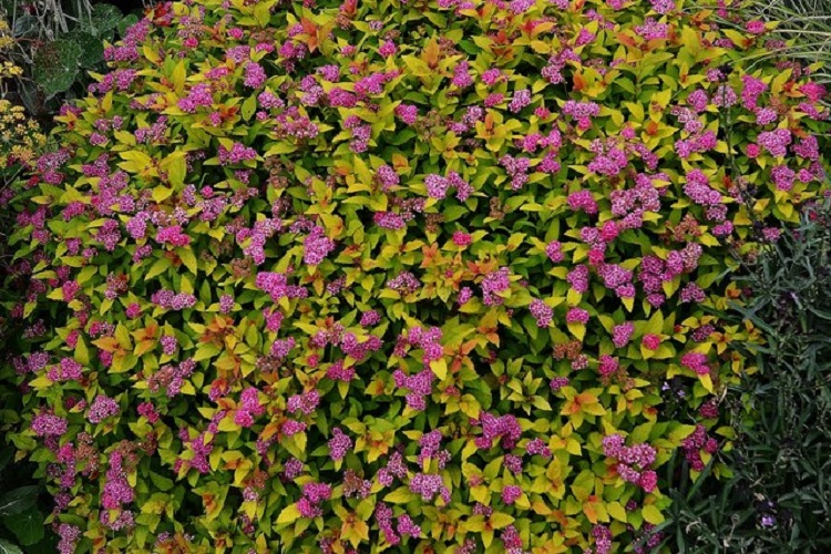 SPIRAEA BUMALDA GOLD FLAME