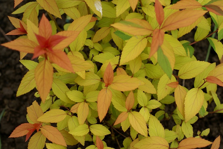 SPIRAEA BUMALDA GOLD FLAME
