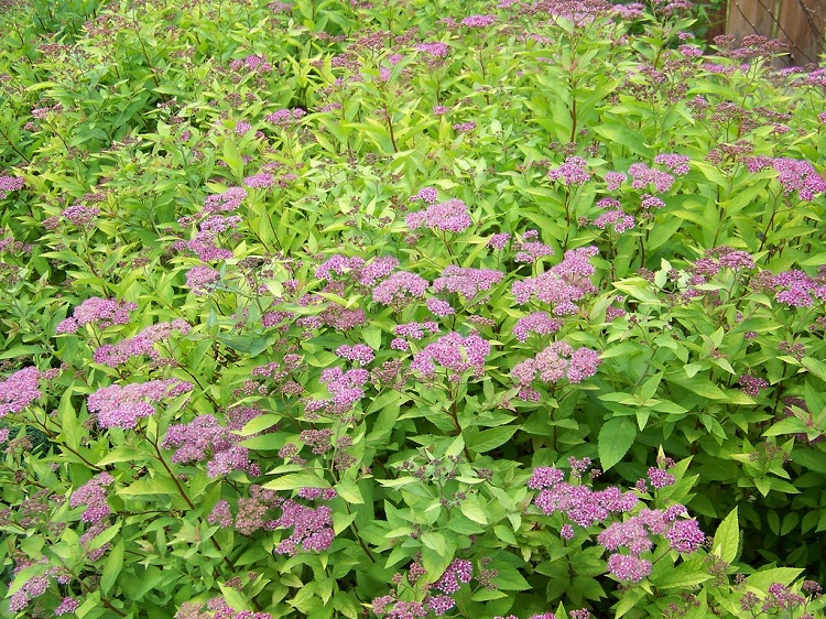 SPIRAEA BUMALDA GOLD FLAME