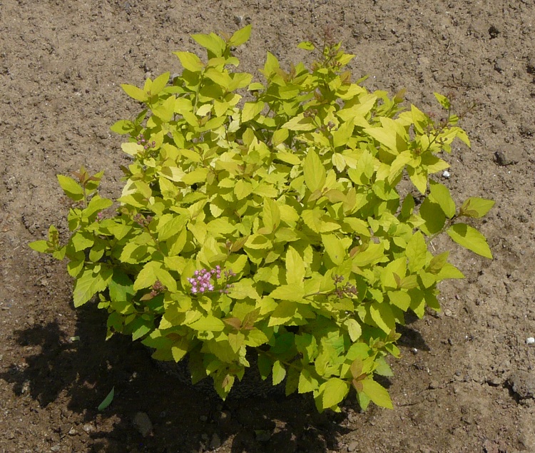 SPIRAEA JAPONICA GOLDEN PRINCESS