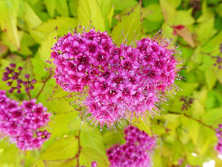 SPIRAEA JAPONICA GOLDEN PRINCESS