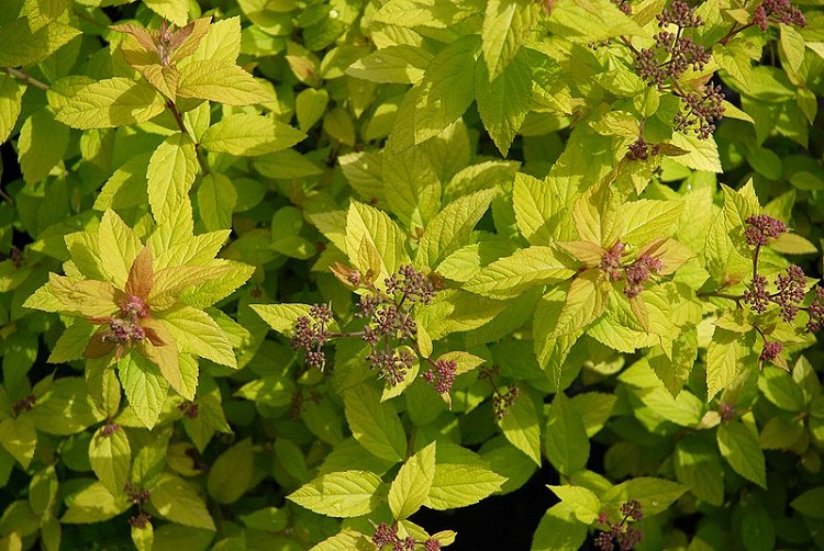 SPIRAEA JAPONICA GOLDEN PRINCESS