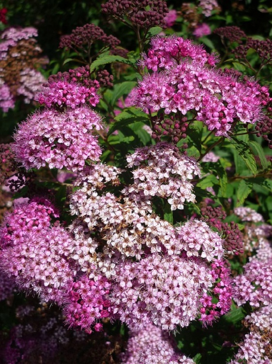 SPIRAEA JAPONICA SHIROBANA