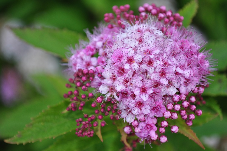 SPIRAEA JAPONICA SHIROBANA