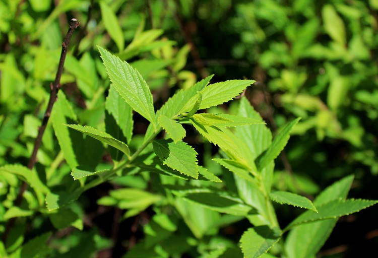 SPIRAEA JAPONICA SHIROBANA