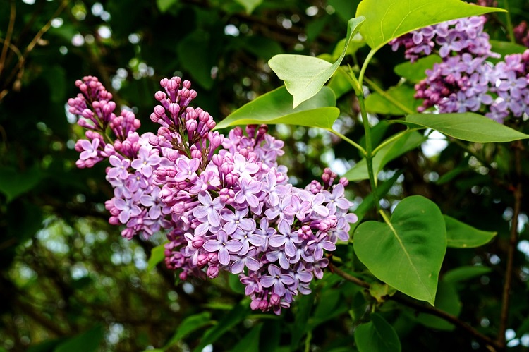 SYRINGA VULGARIS BELLE DE NANCY