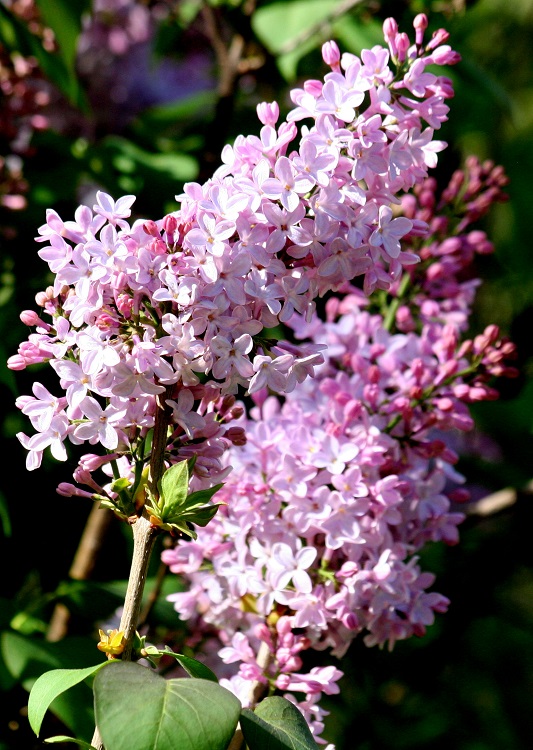 SYRINGA VULGARIS BELLE DE NANCY