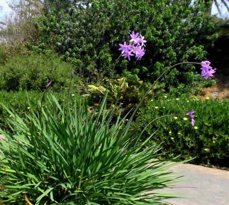 TULBAGHIA VIOLACEA