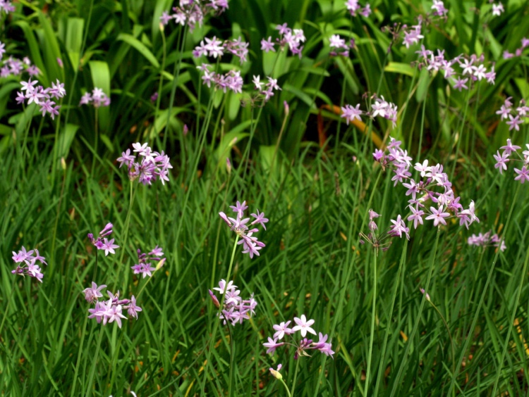 TULBAGHIA VIOLACEA