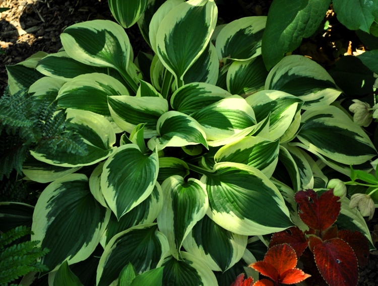 HOSTA WIDE BRIM