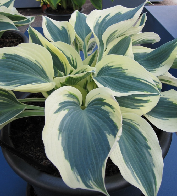 HOSTA WIDE BRIM