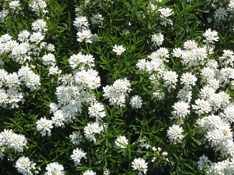 IBERIS SEMPERVIRENS NEVINA