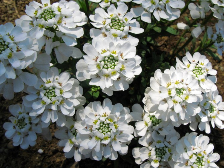 IBERIS SEMPERVIRENS NEVINA