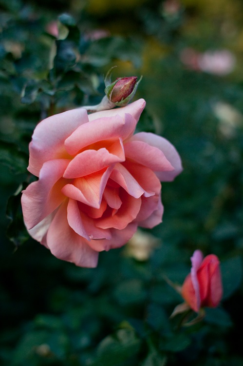 ROSA POLYANTHA ZAMBRA