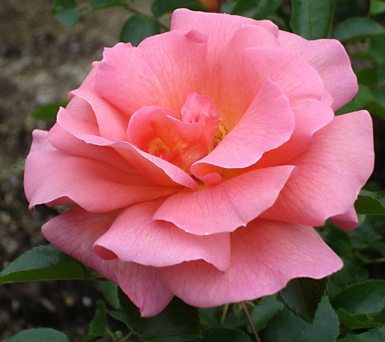 ROSA POLYANTHA ZAMBRA