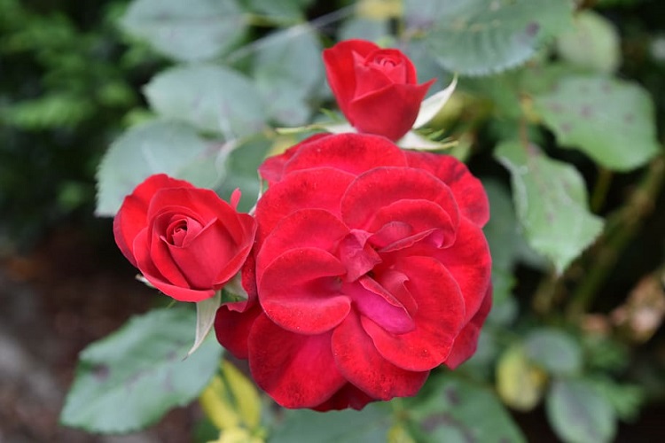 ROSA POLYANTHA PAYS D'IROISE