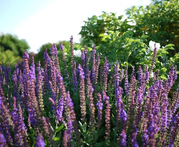 SALVIA NEMOROSA MARCUS
