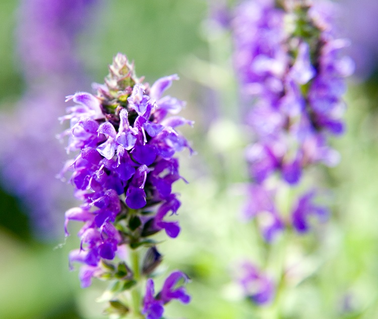 SALVIA NEMOROSA MARCUS