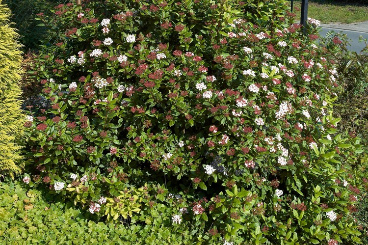 VIBURNUM TINUS