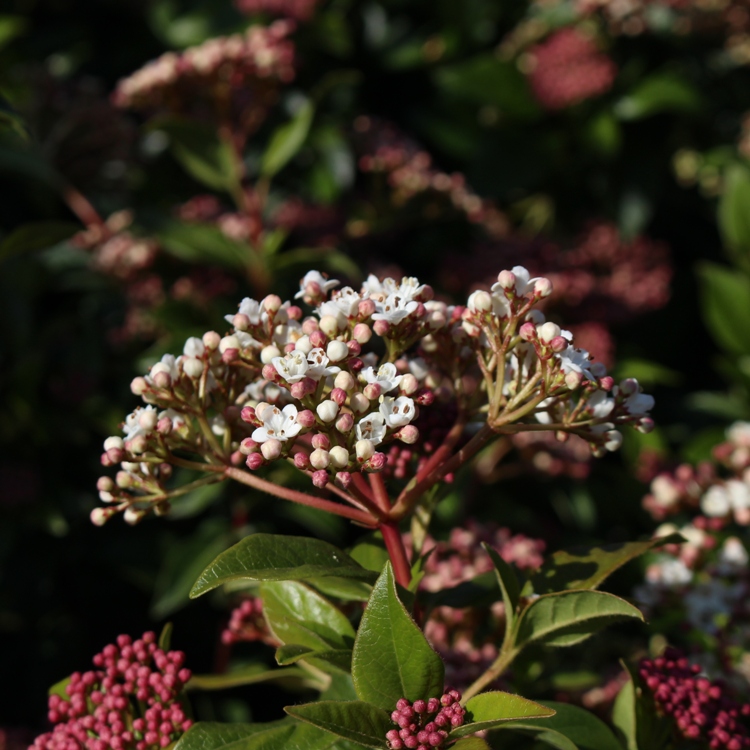VIBURNUM TINUS