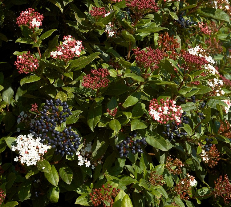 VIBURNUM TINUS