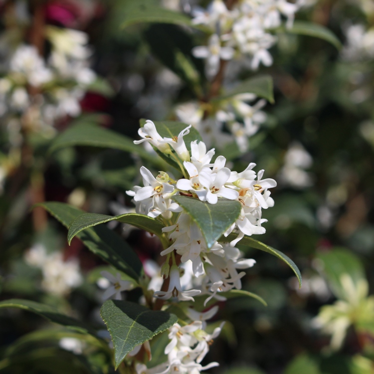 OSMANTHUS BURKWOODII