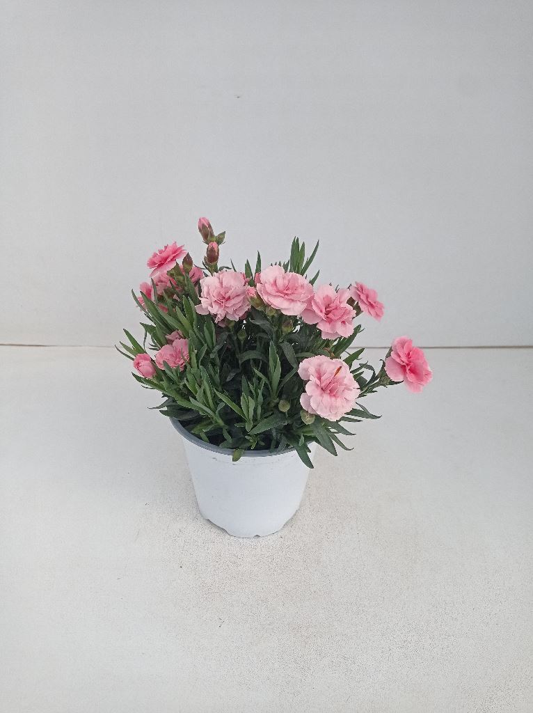 DIANTHUS KAORI 3 COLORI