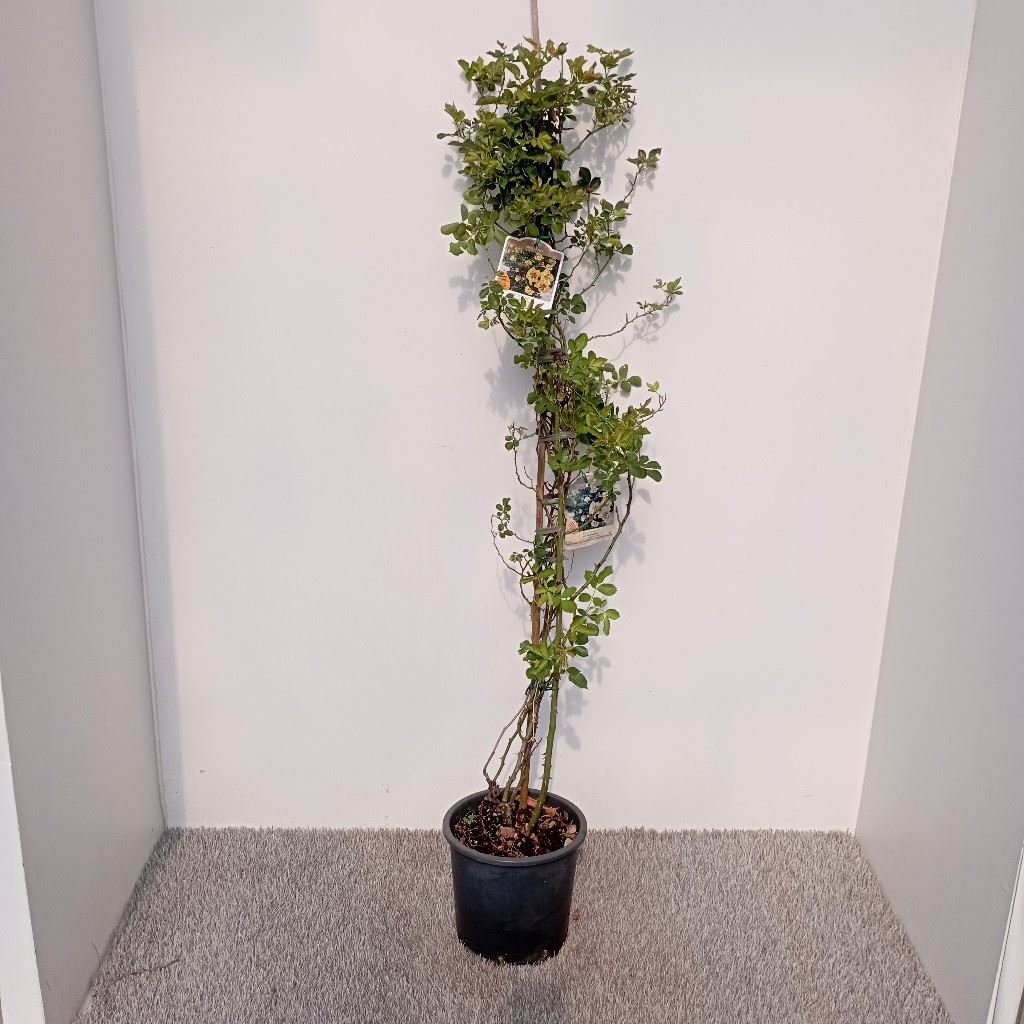 ROSA RAMPICANTE EYECONIC