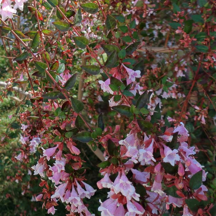 ABELIA X GRANDIFLORA PINKY BELLS