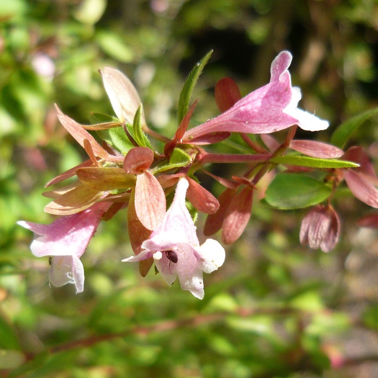 ABELIA X GRANDIFLORA PINKY BELLS