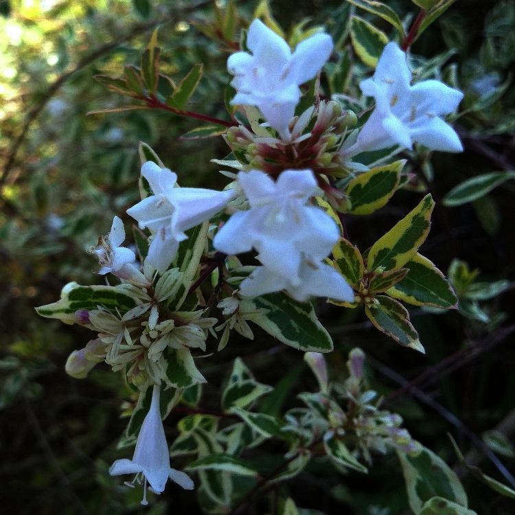 ABELIA X GRANDIFLORA PANACHE