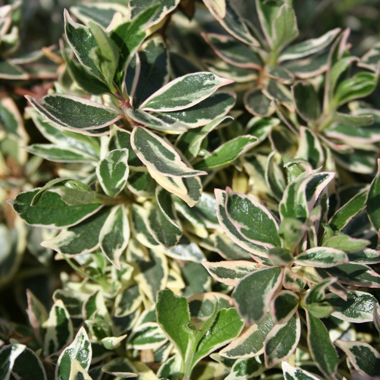 ABELIA X GRANDIFLORA PANACHE