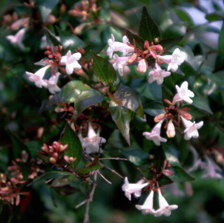 ABELIA X GRANDIFLORA NANA BIANCA