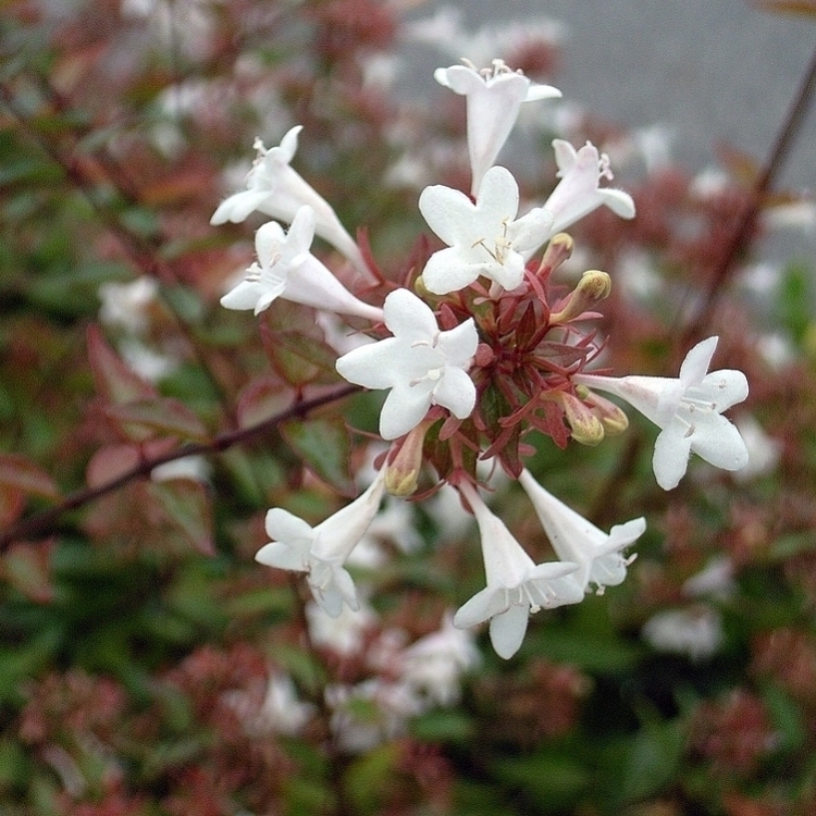 ABELIA X GRANDIFLORA NANA BIANCA