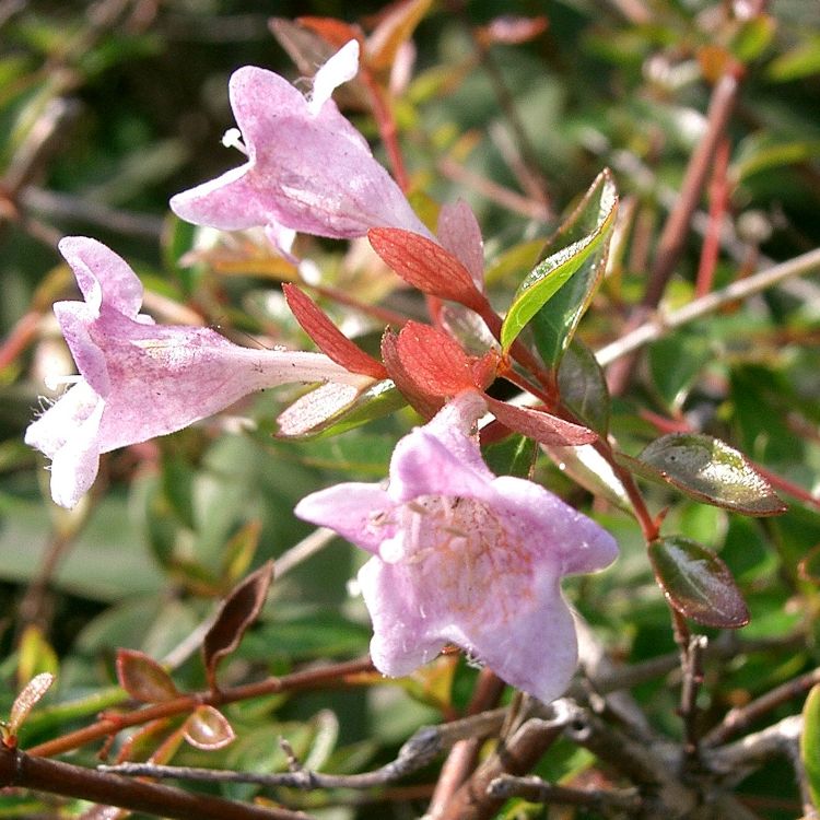 ABELIA X GRANDIFLORA PETITE GARDEN