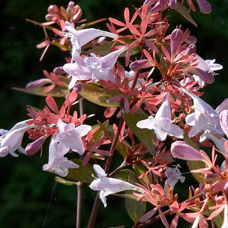 ABELIA X GRANDIFLORA PETITE GARDEN