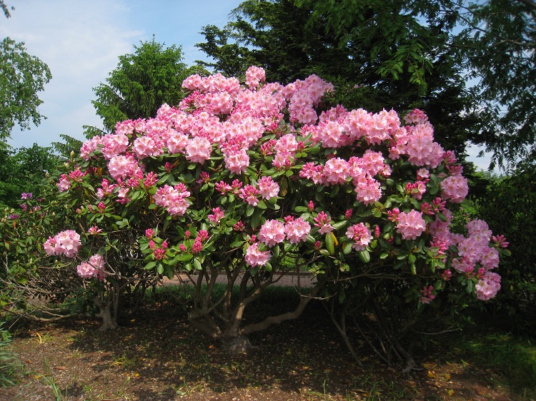 RHODODENDRON HYBRIDUM ALBERT SCHWEITZER