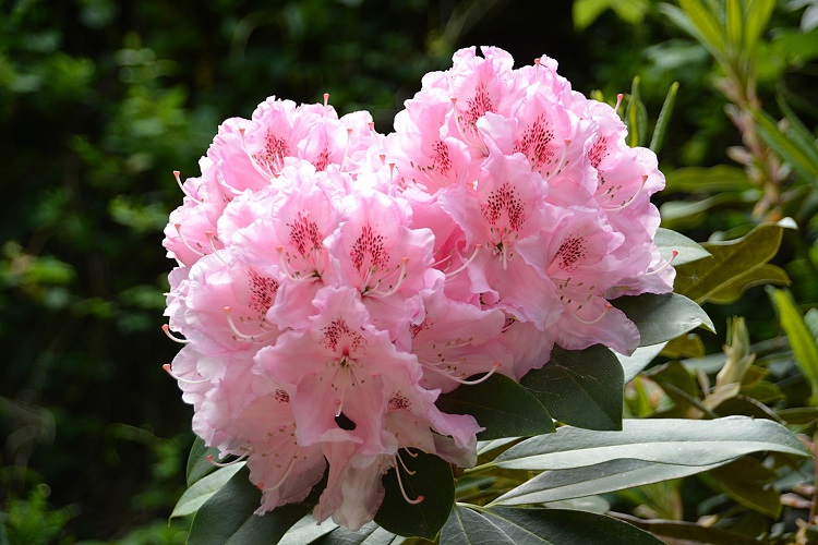 RHODODENDRON HYBRIDUM ALBERT SCHWEITZER